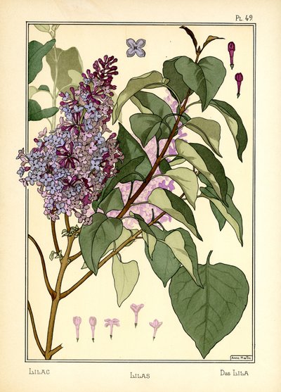 The Lilac by Anna Martin